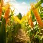 Corn Image