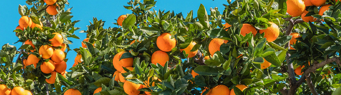 citrus