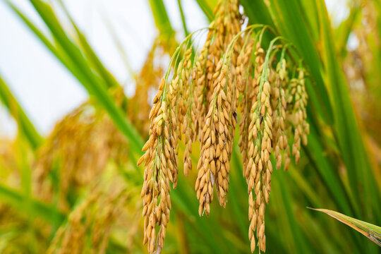 Rice