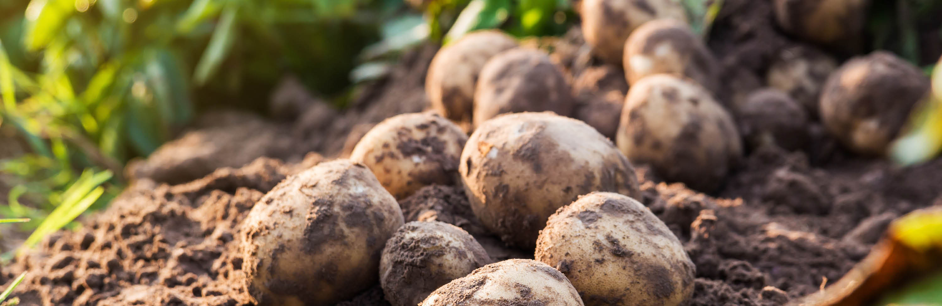 Braune Kartoffeln auf Erde im Hintergrund leicht verschwommene grüne Kartoffelpflanzen.