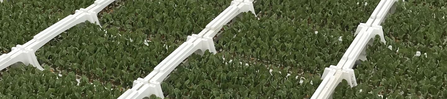 Jak stosować insektycyd Verimark® od FMC Agro Polska?