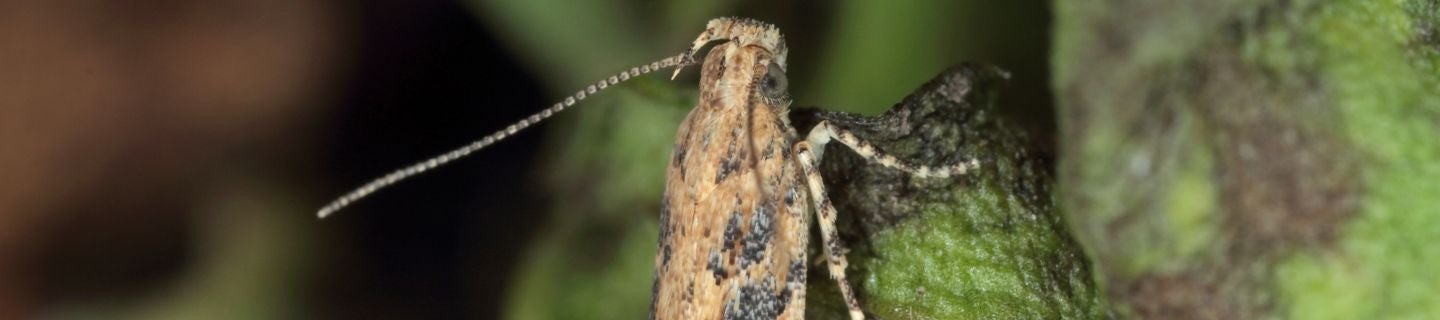 ochrona buraka cukrowego, skośnik buraczak