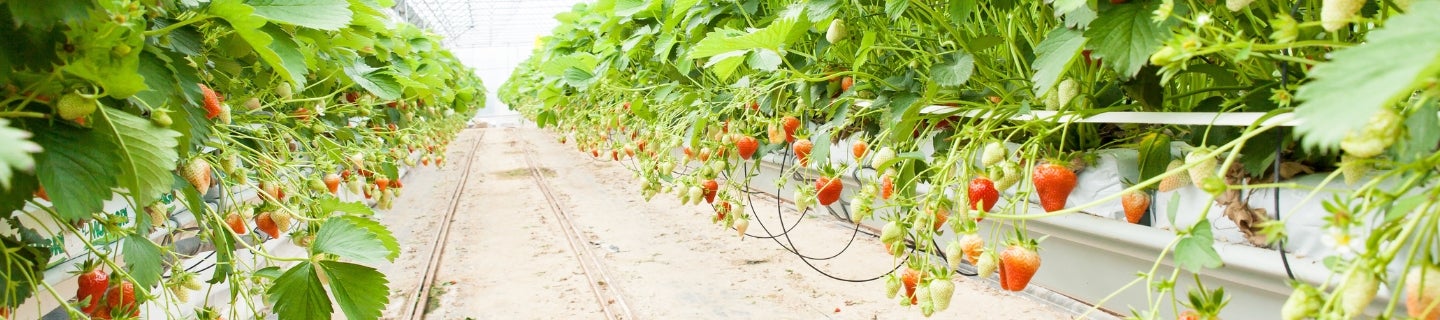 Benevia rozszerzenie szklarnie
