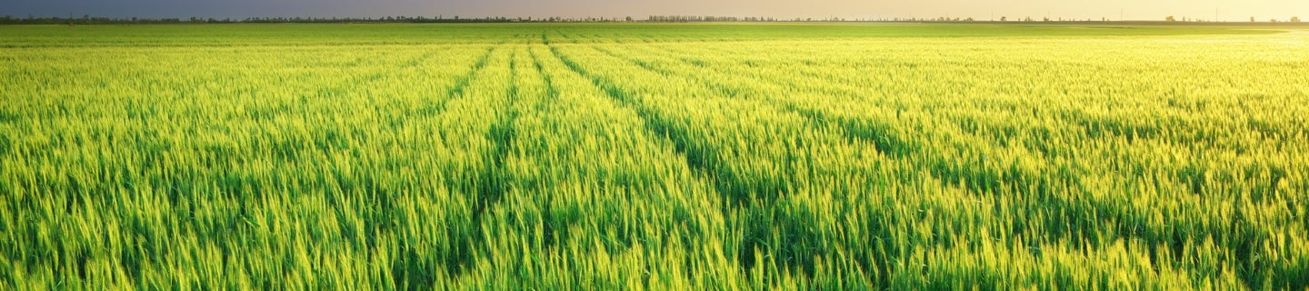 Sentrallas® LQM® Pro – nowa era w ochronie zbóż