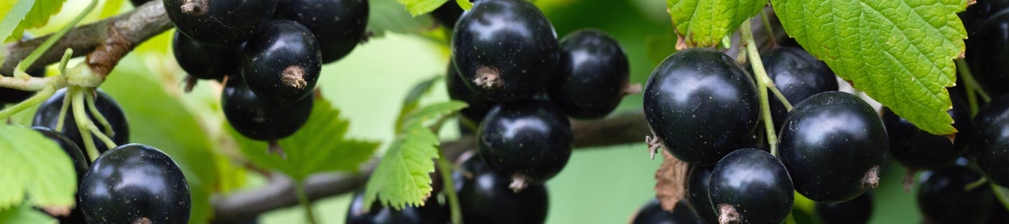 Exirel® 100 SE z rozszerzeniem rejestracji w uprawach jagodowych