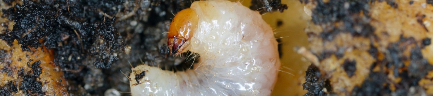 Verimark - rozszerzenie rejestracji - opuchlak 