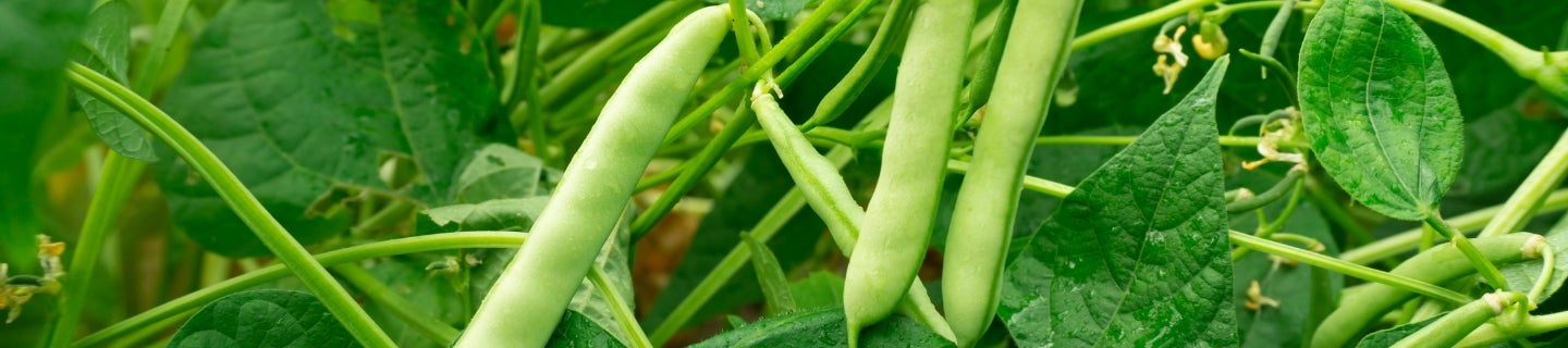 Coragen® 200 SC - rozszerzenie rejestracji na uprawę fasoli szparagowej