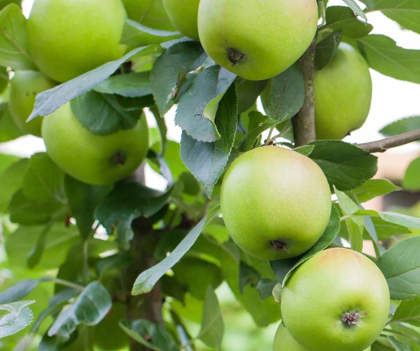 Jabłoń chroniona insektycydem Coragen