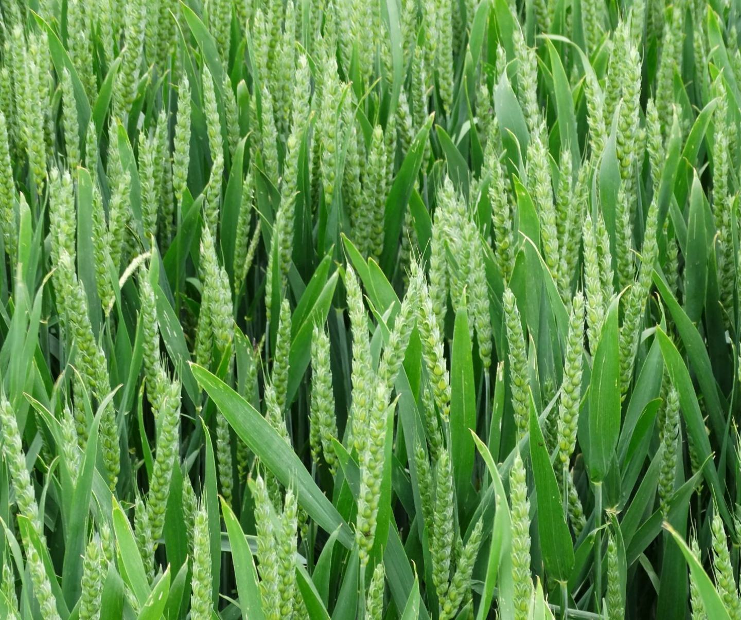 Zdjęcie produktu Beflex  - herbicyd do walki z chwastami zbóż