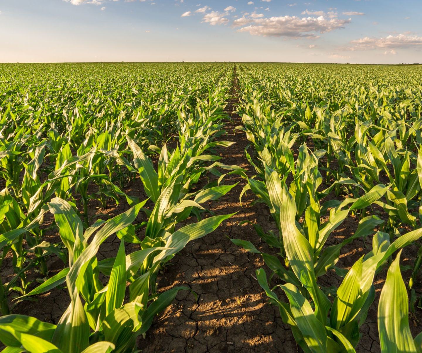 Innovate Środek na chwasty w kukurydzy