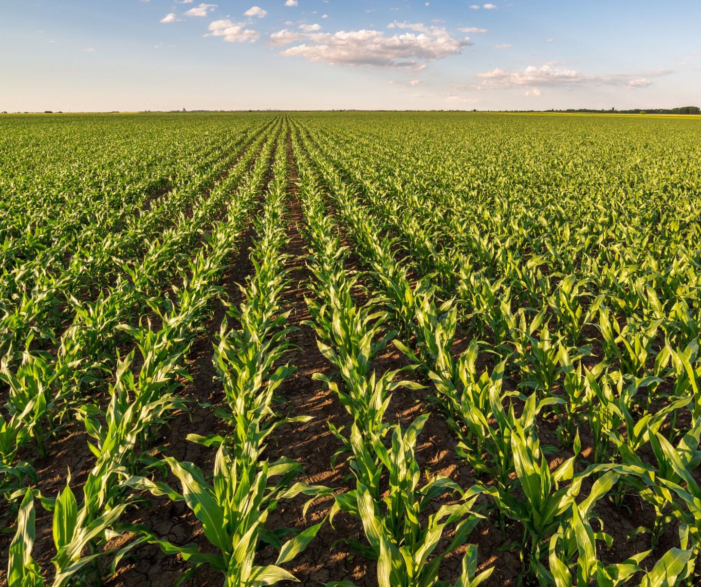 successor TX ochrona w kukurydzy przed chwastami
