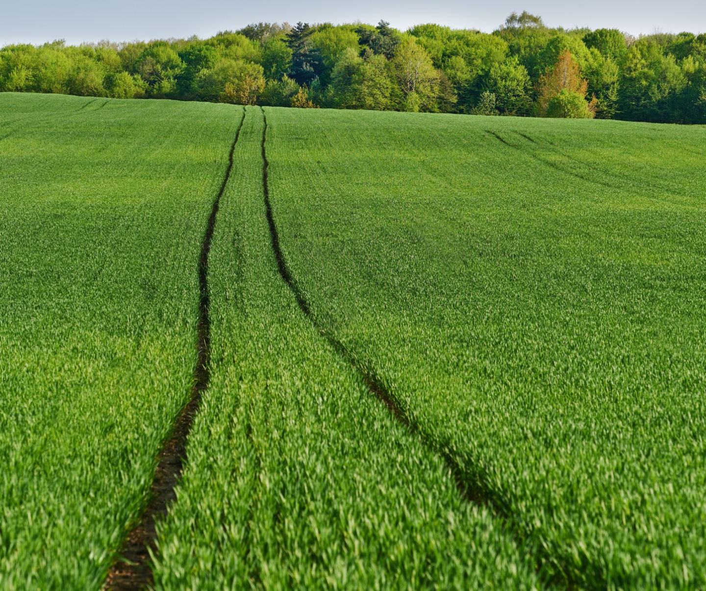 Zdjęcie produktu Battle Delta - herbicyd do ochrony zbóż