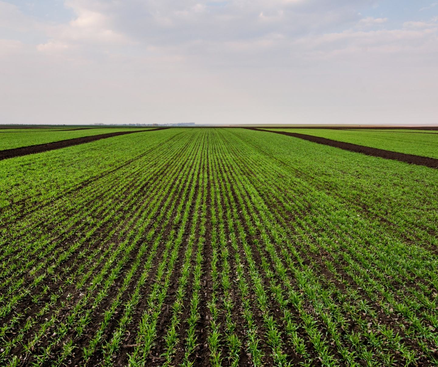 MeriFlex® Pro Herbicyd  