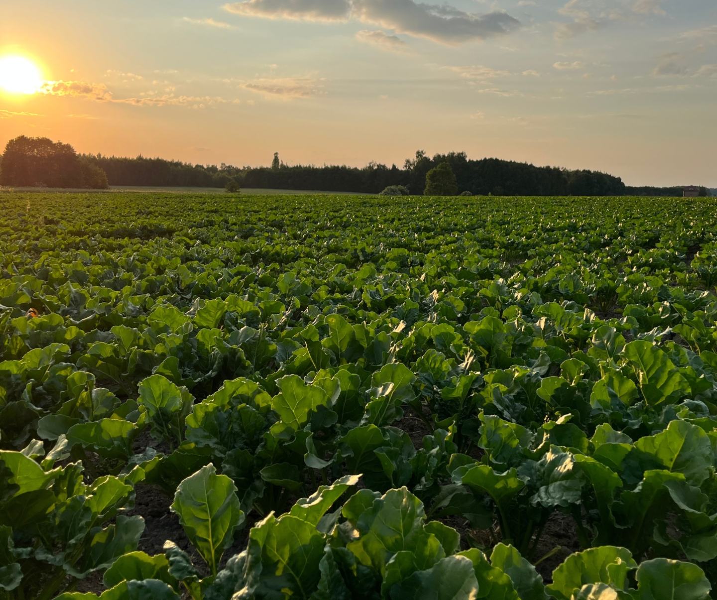 Venzar® Pro Herbicyd - Foto 