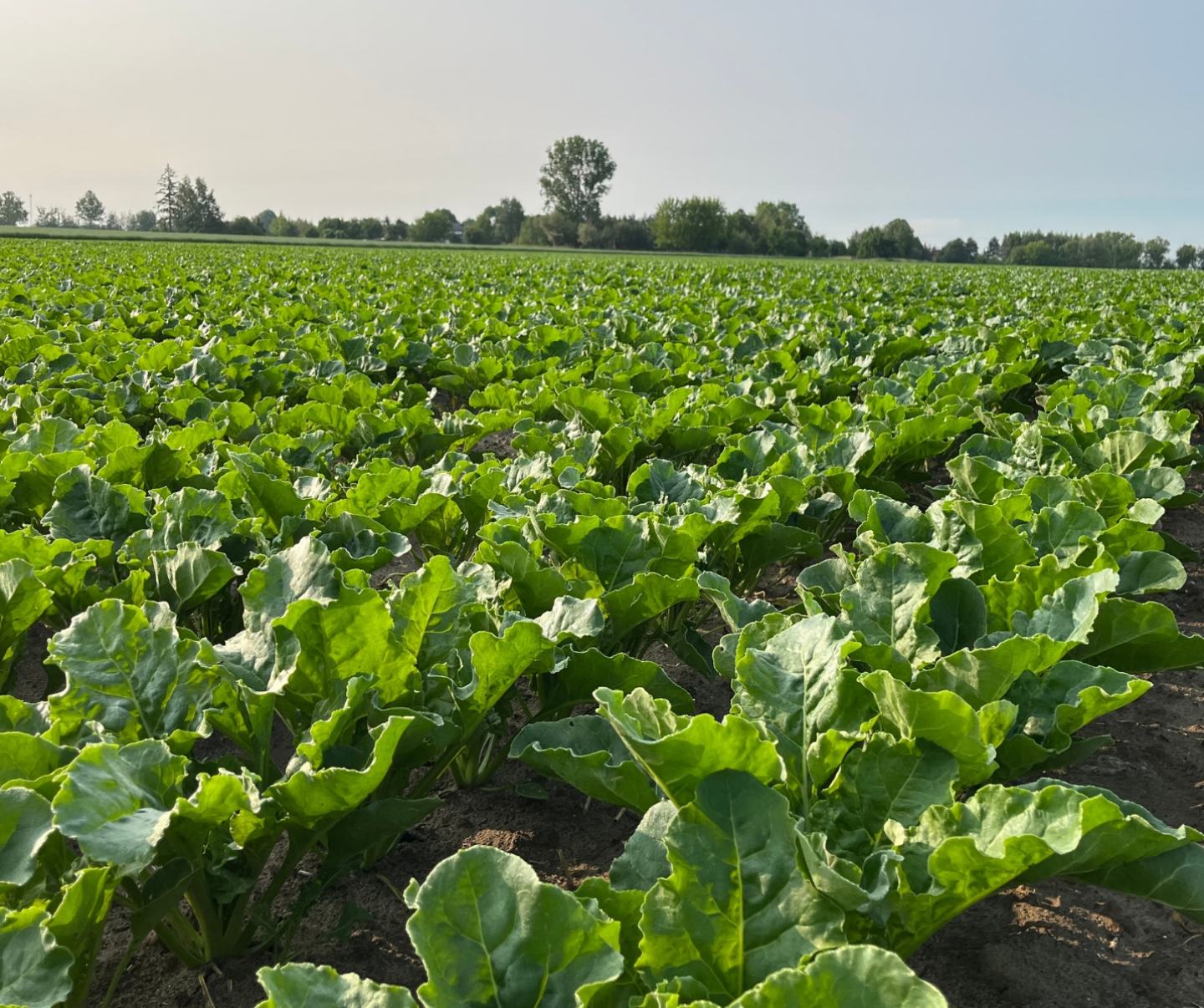 Irazu® 100 SE Insektycyd