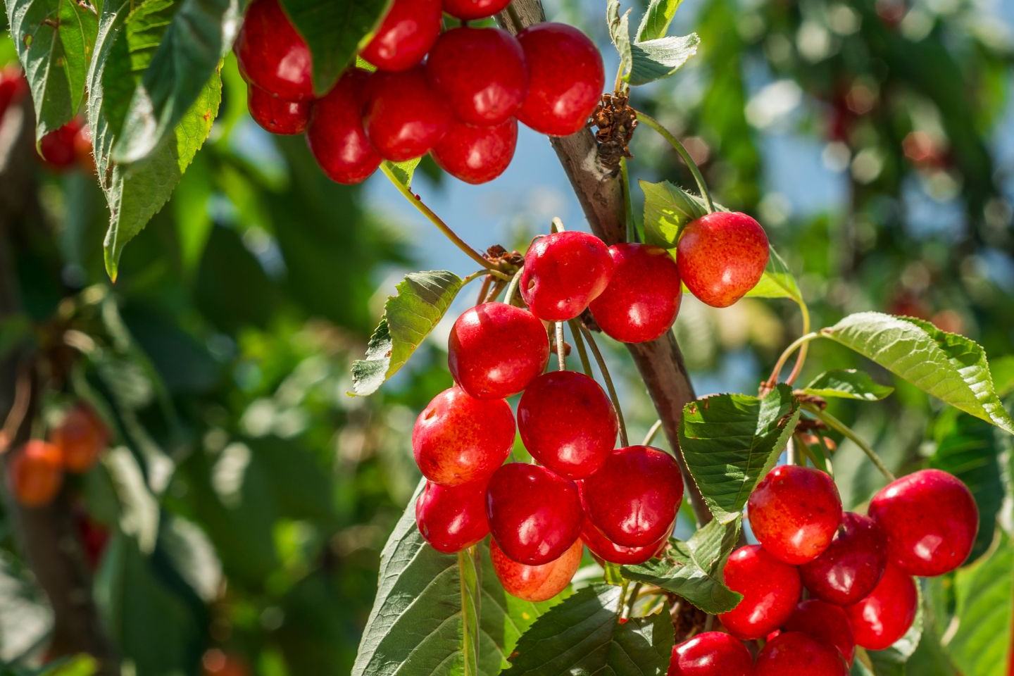 Wyzwania dla producentów czereśni w Europie - Leon Jahae