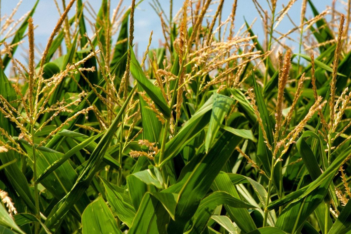 Coragen® 200 SC w walce z omacnicą prosowianką w kukurydzy - Porada eksperta