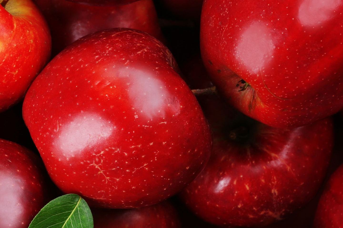 Exirel® 100 SE - Ważny krok do plonu wysokiej jakości. Ochrona jabłoni przed szkodnikami 