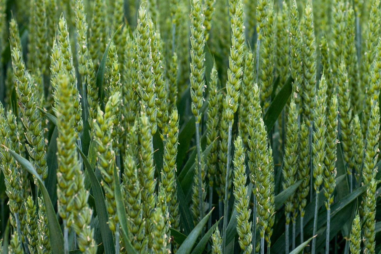 Nowości produktowe FMC Agro Polska 2025