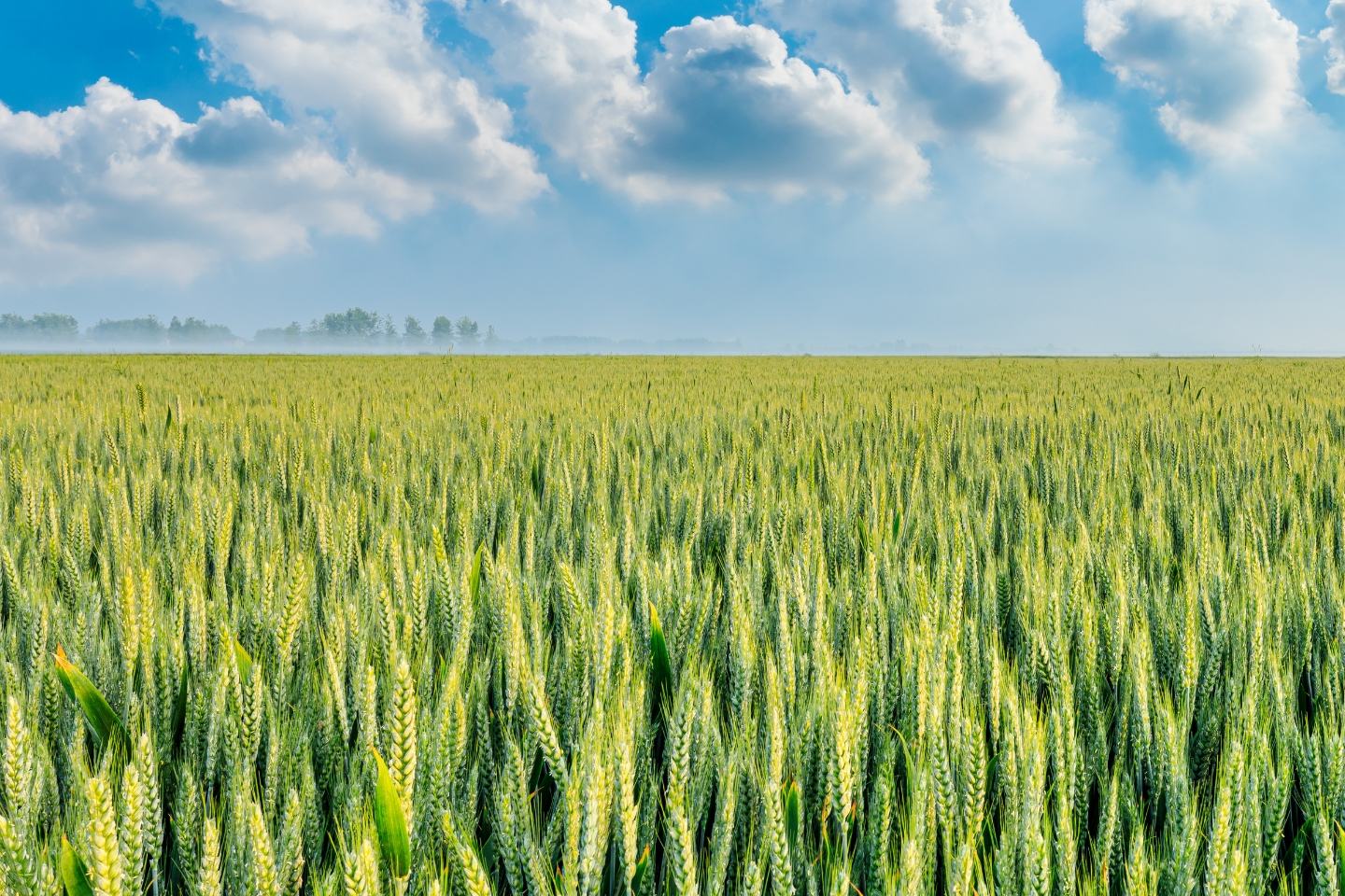 Promino Extra 240 EC - ETYKIETA