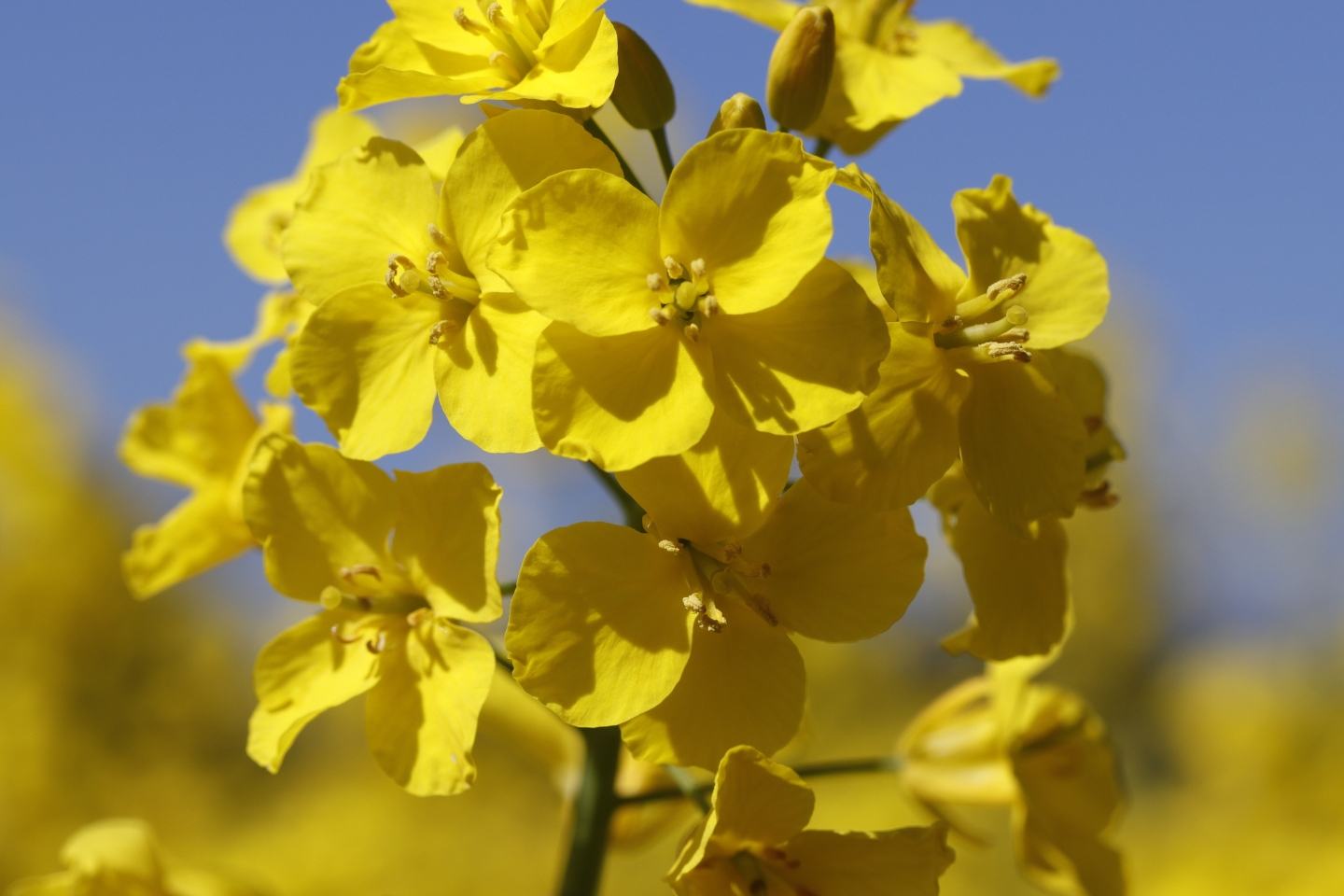 Nuyard 100 EC - ETYKIETA