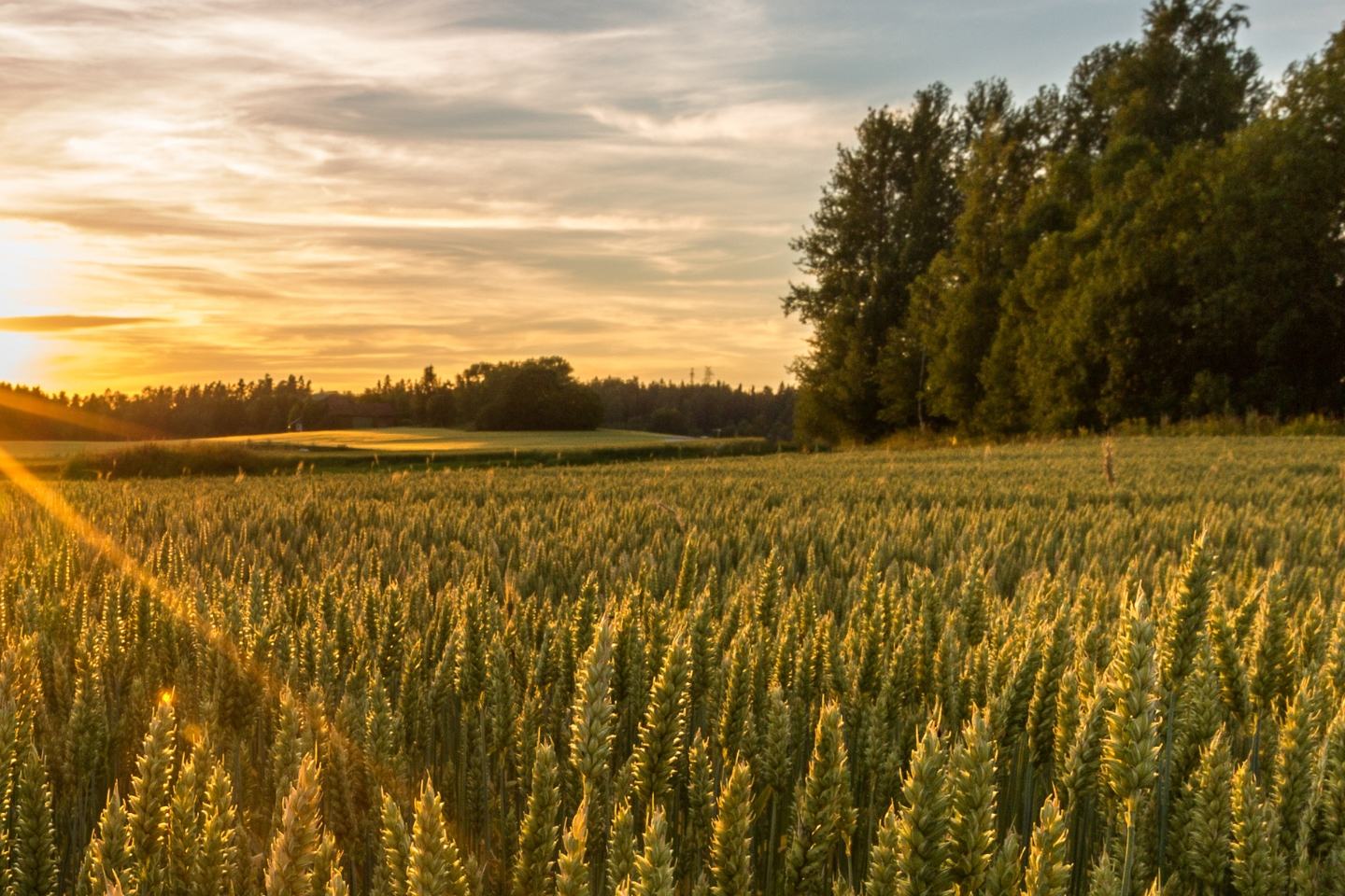 Atevior - KARTA CHARAKTERYSTYKI 