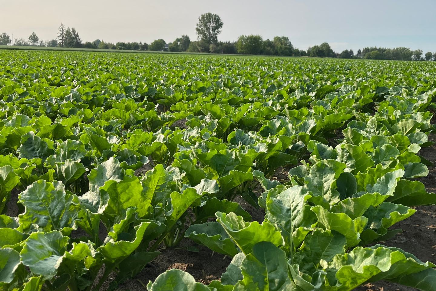 Irazu® 100 SE na szarka komośnika w buraku cukrowym 