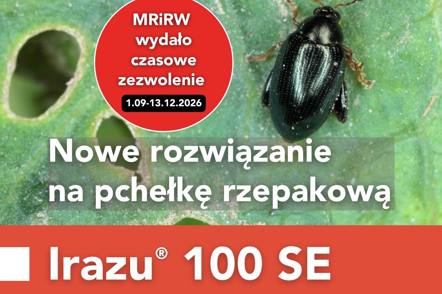 Irazu® 100 SE na pchełkę rzepakową w rzepaku ozimym