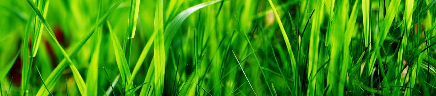 Grüne, saftige Grashalme in Nahaufnahme einer Wiese.