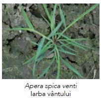 Apera spica venti