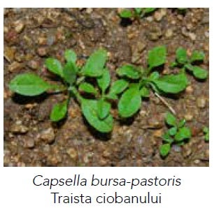 Capsella bursa pastoris