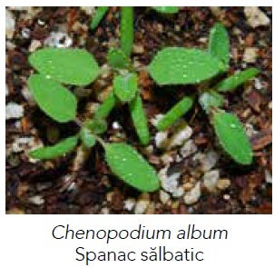 Chenopodium album