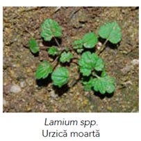 Lamium spp