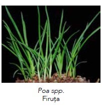Poa spp.