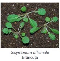 Sisymbrium officinale