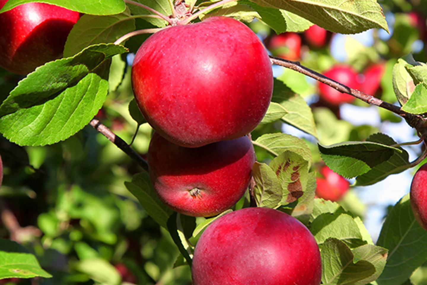 Apples