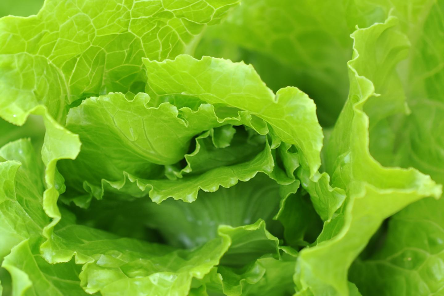 Lettuce