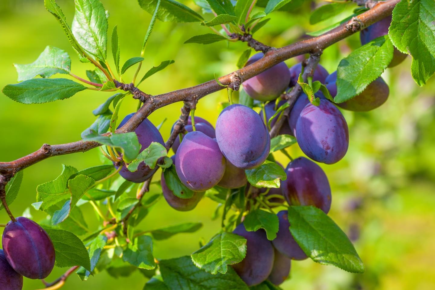 Plum