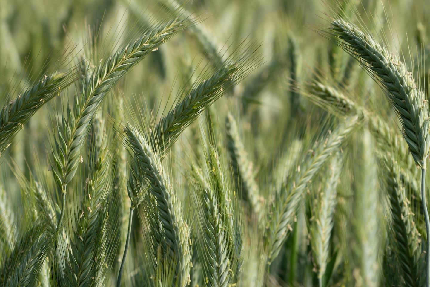 Triticale