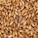 Winter barley
