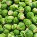 Brussels sprout
