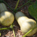 Squash (winter)