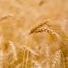 Winter wheat