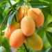 Apricot