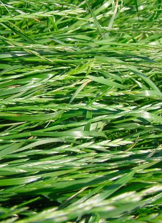 Rajgræs