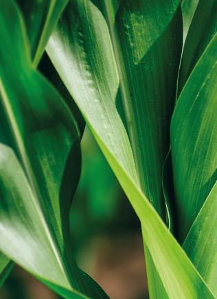 Mikronæringsstoffer