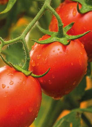 Tomater
