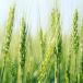 Triticale