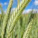 Triticale
