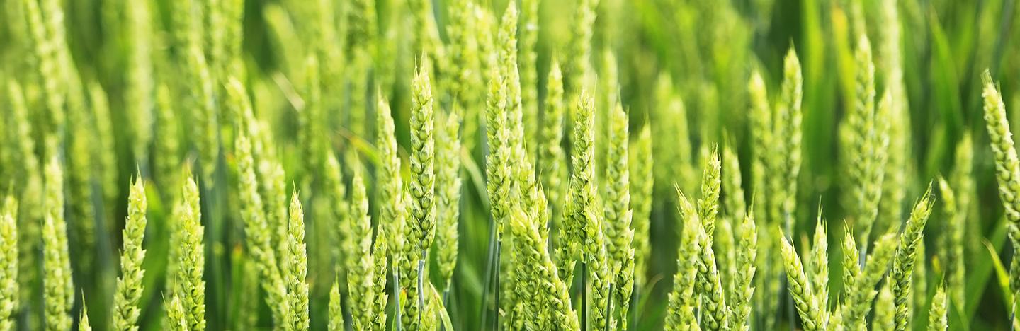 Vårhvede